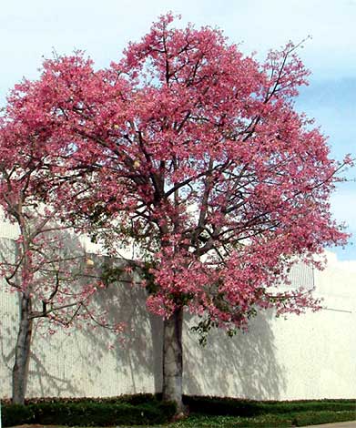 chorisia_s-img-2