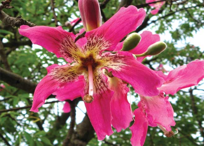 chorisia_s-img-4