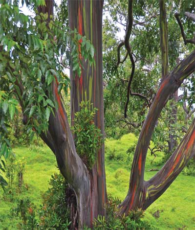 eucalyptus_d-img-1