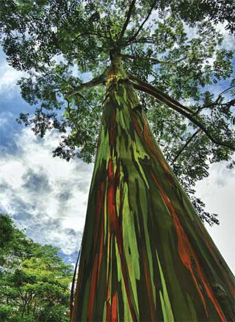 eucalyptus_d-img-2