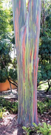 eucalyptus_d-img-3