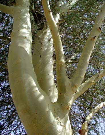 golden_a-img-4