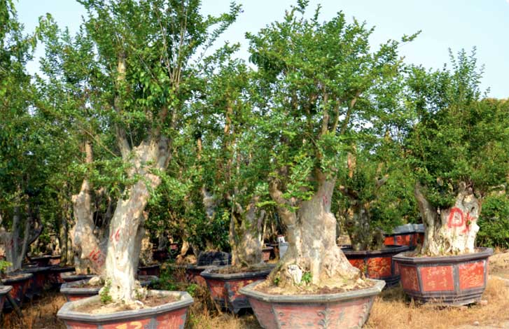 lagerstroemia_ib-img-1