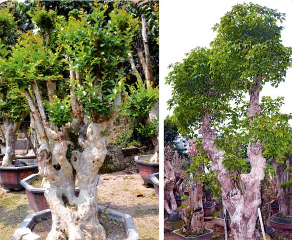 lagerstroemia_ib-img-2