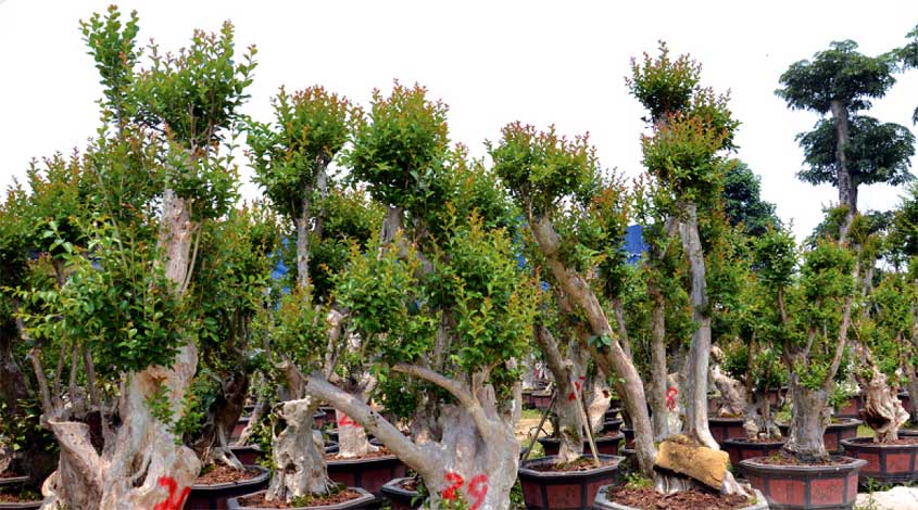 lagerstroemia_ib-img-3
