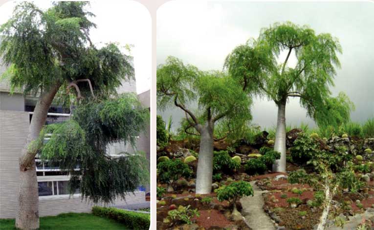 moringa_d-img-1
