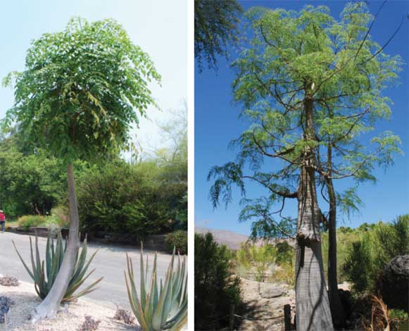 moringa_h-img-2