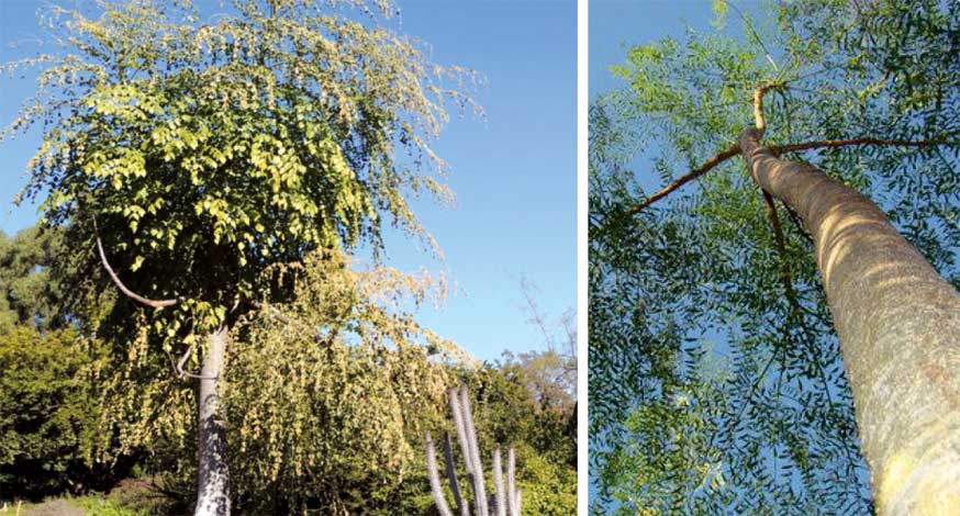 moringa_h-img-3