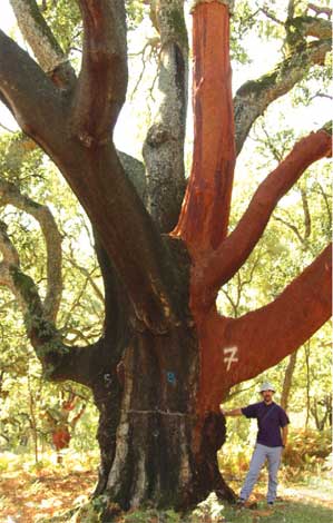 quercus_s-img-1