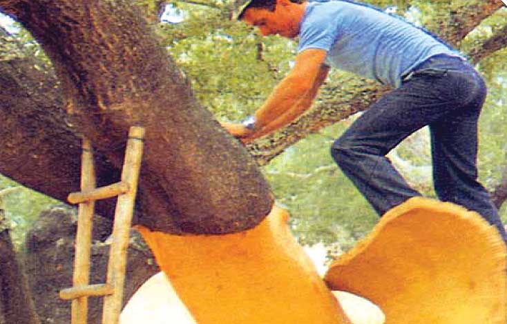 quercus_s-img-3